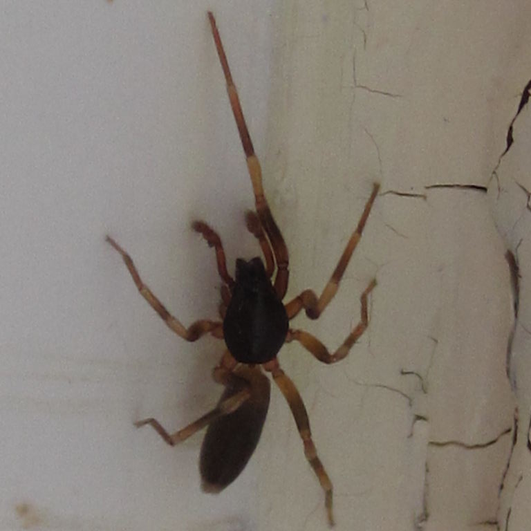 Stripe-legged Spider