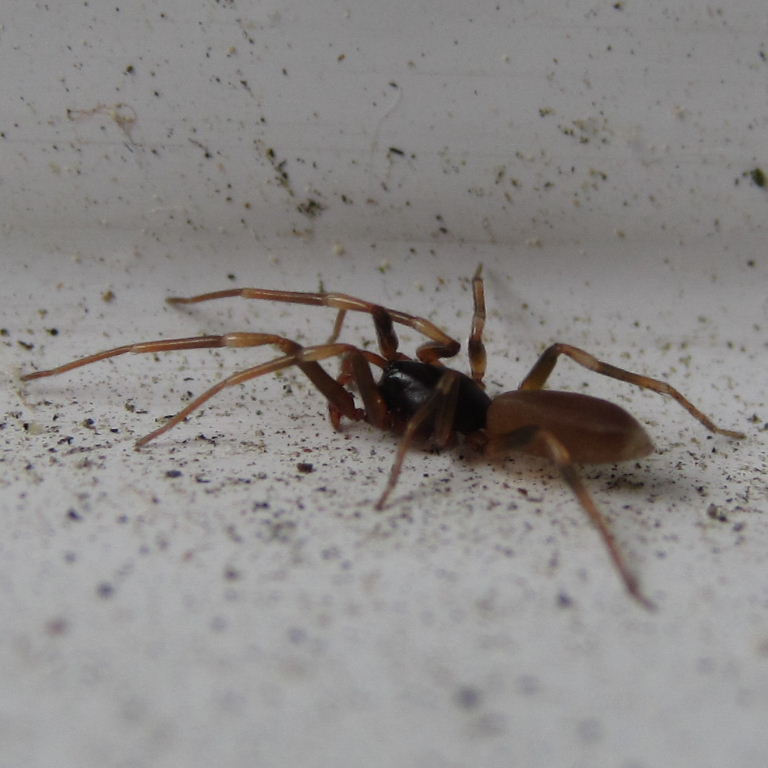 Stripe-legged Spider