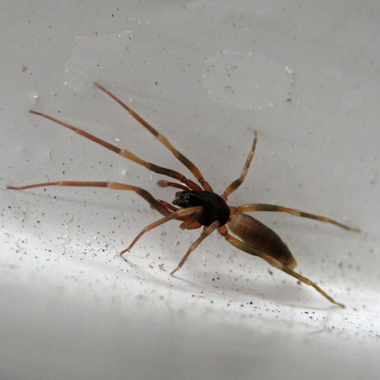 Stripe-legged Spider
