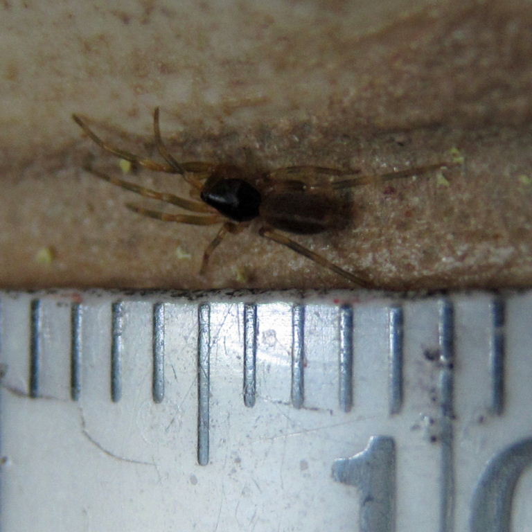 Stripe-legged Spider