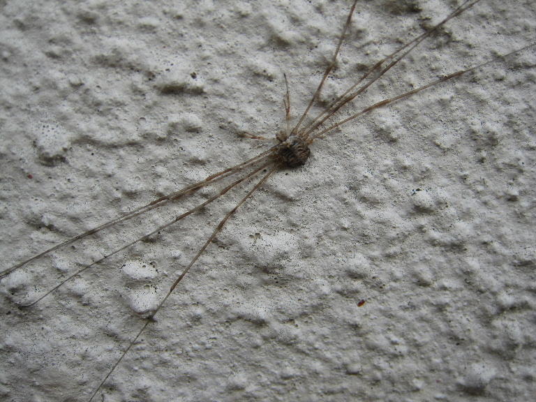 Harvestman Dicranopalpus ramosus