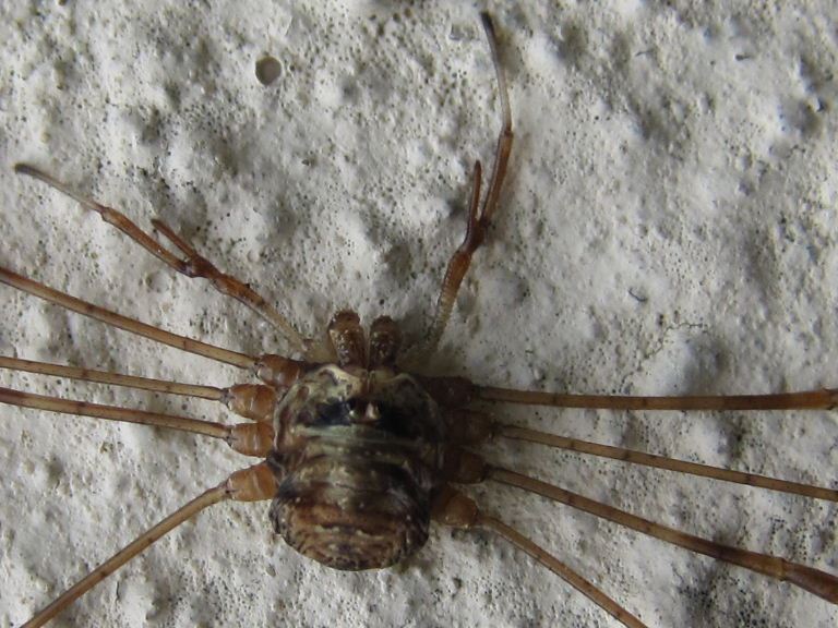 Harvestman Dicranopalpus ramosus