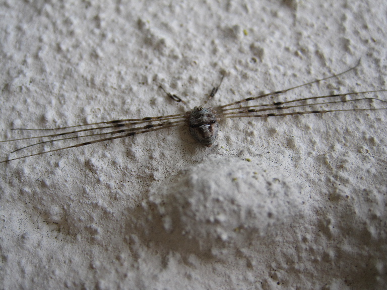 Harvestman Dicranopalpus ramosus
