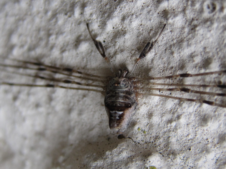 Harvestman Dicranopalpus ramosus