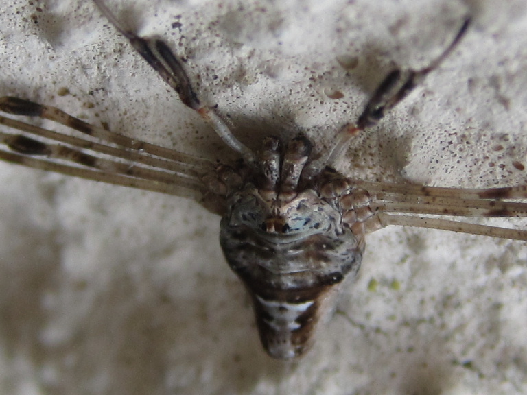 Harvestman Dicranopalpus ramosus