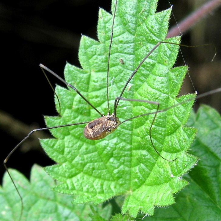 Harvestman Leiobunum rotundum