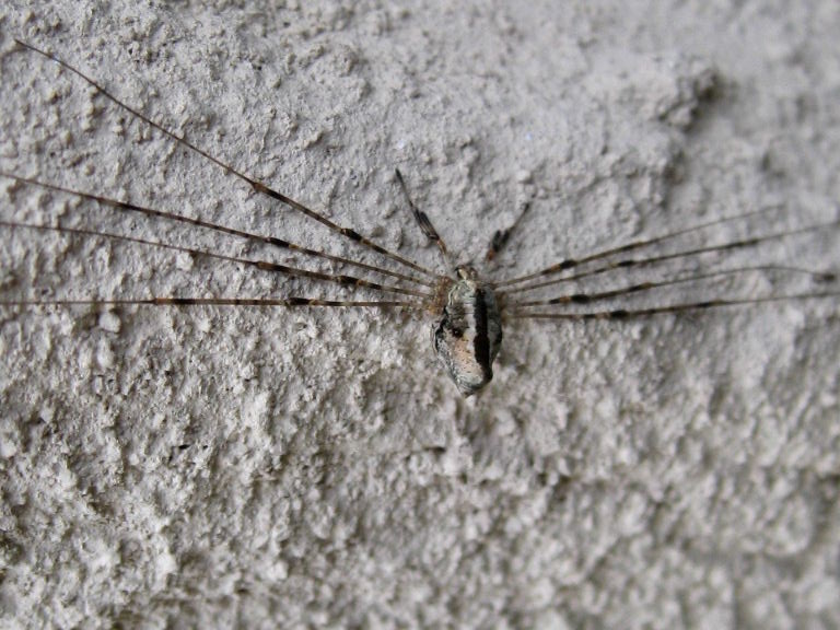 Harvestman