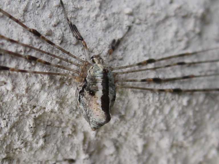 Harvestman Dicranopalpus ramosus