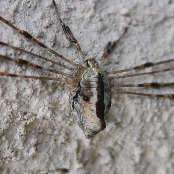 Harvestman Dicranopalpus ramosus