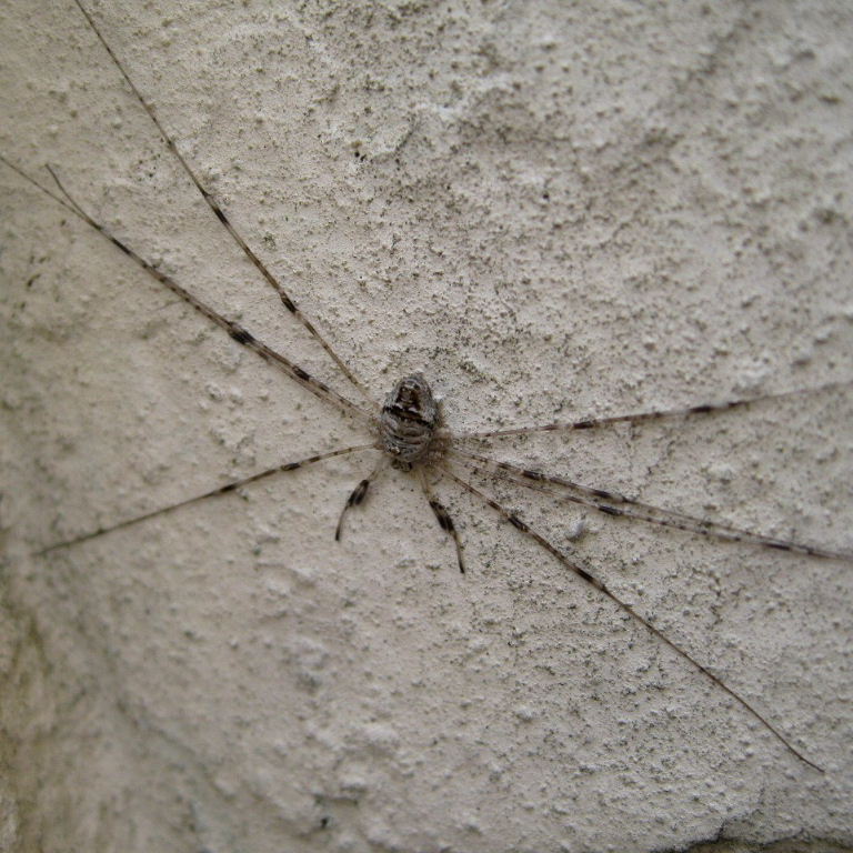 Harvestman Dicranopalpus ramosus