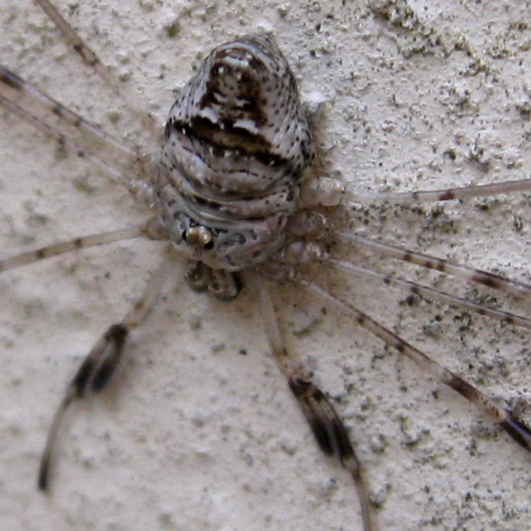 Harvestman Dicranopalpus ramosus