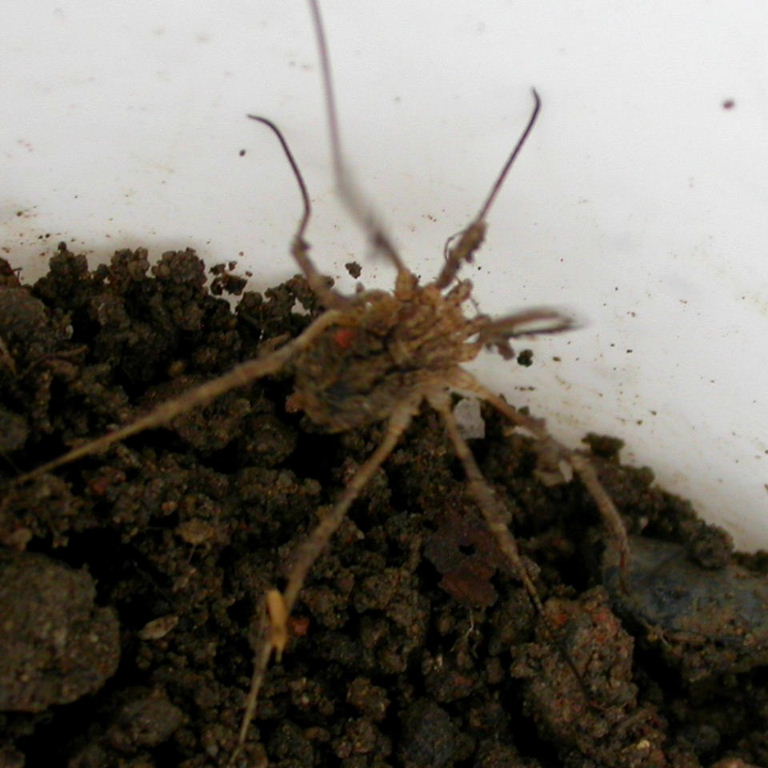 Harvestman