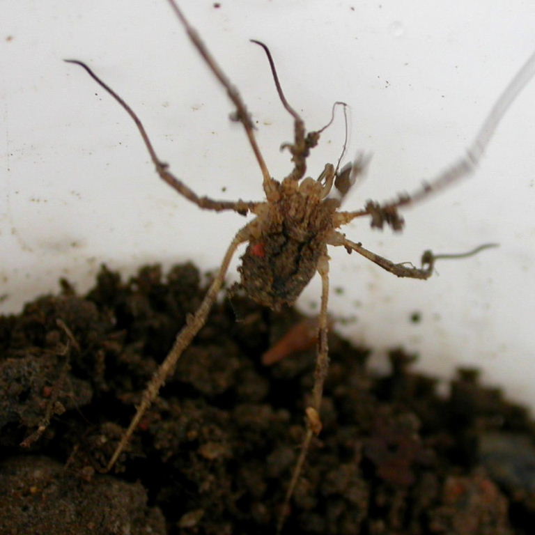Harvestman