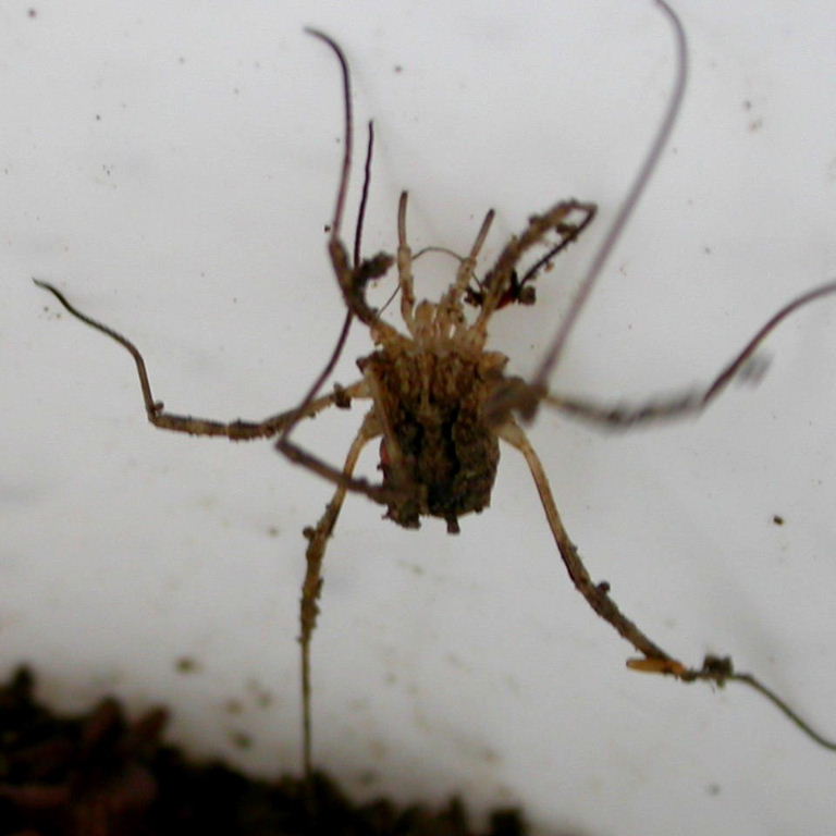 Harvestman