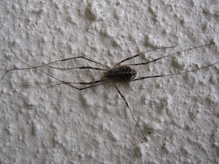 Harvestman