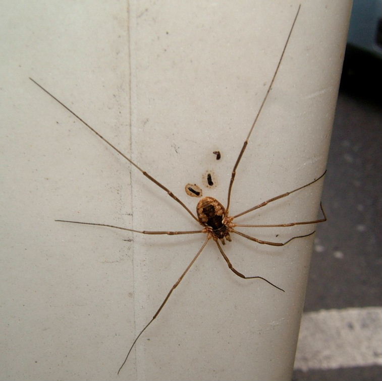 Harvestman