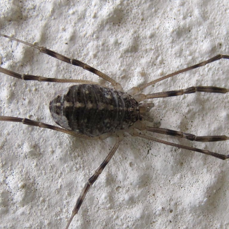Harvestman Opilio parietinus