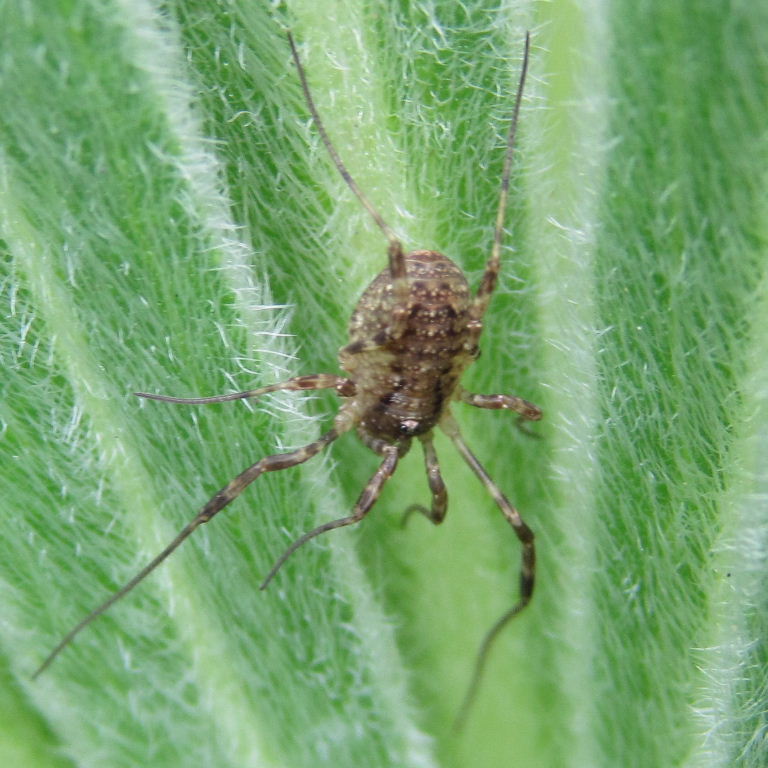 Harvestman