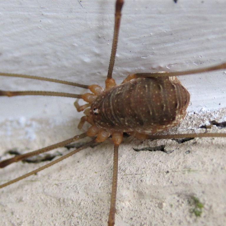 Harvestman Opilio canestrinii