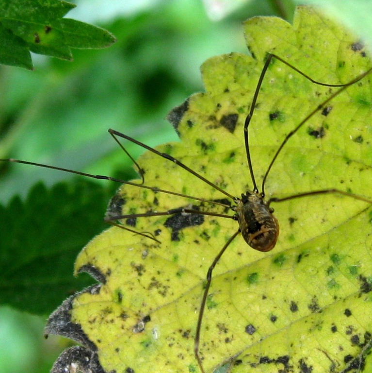 Harvestman Leiobunum rotundum