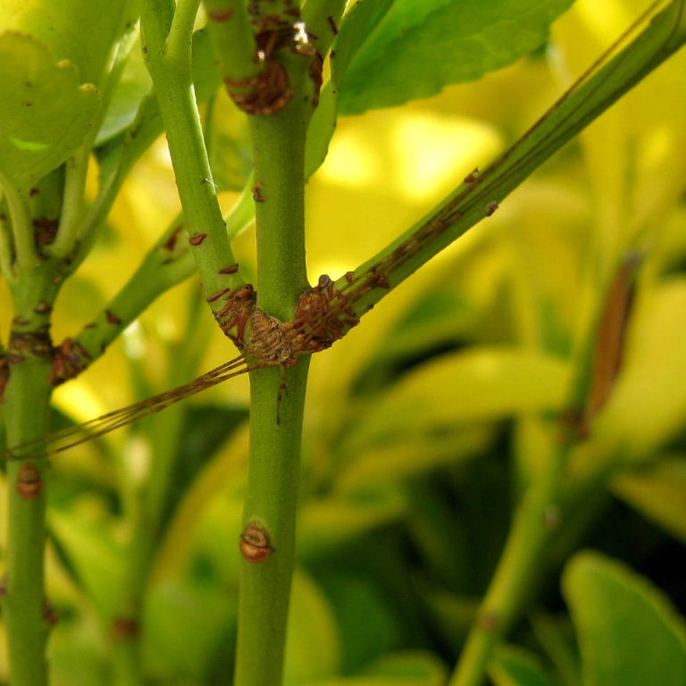 Harvestman