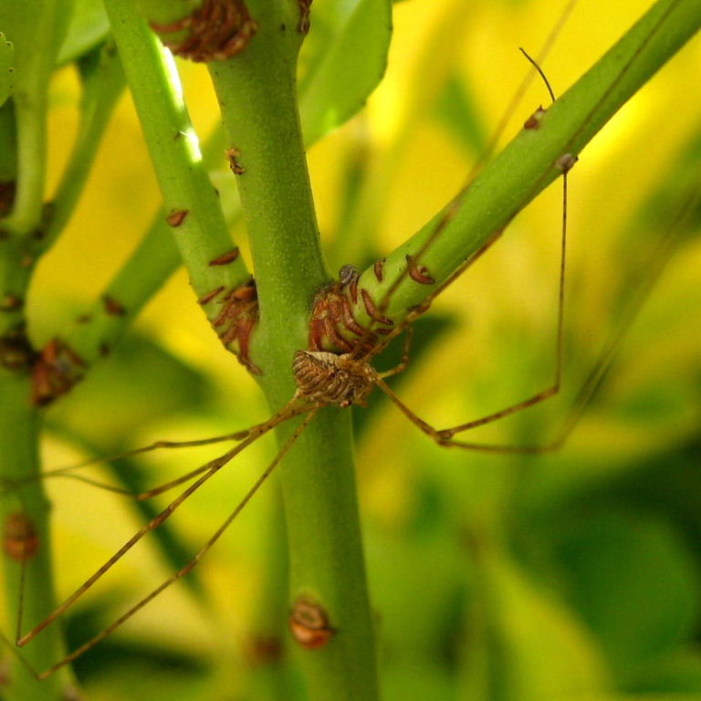 Harvestman