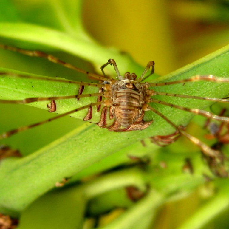 Harvestman