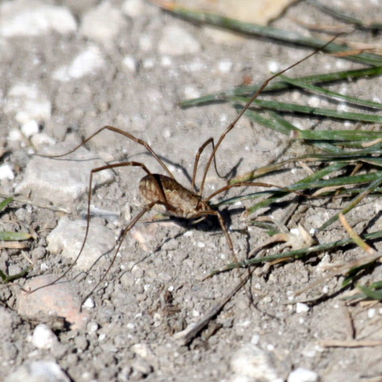 Harvestman