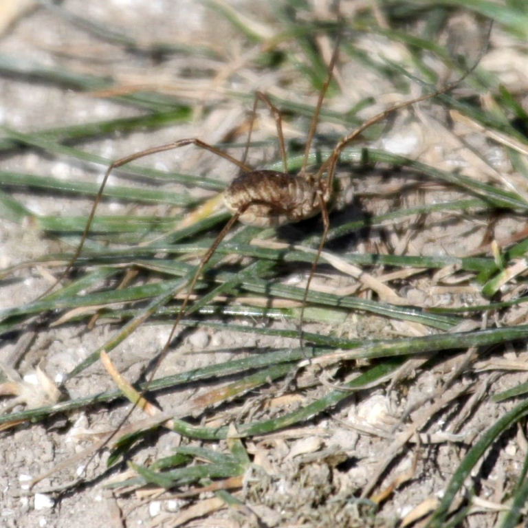 Harvestman