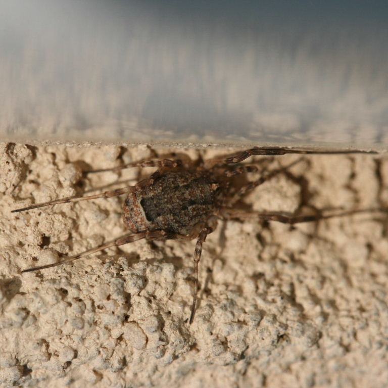 Harvestman Odiellus spinosis