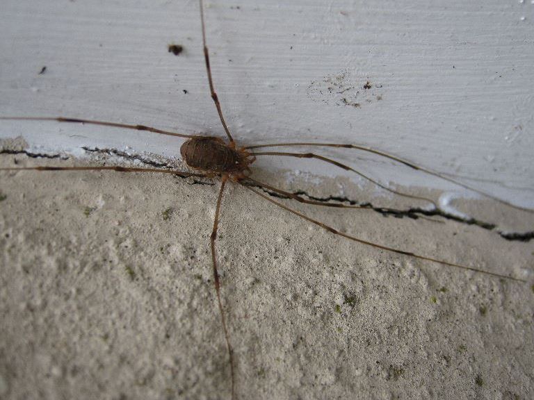 Harvestman