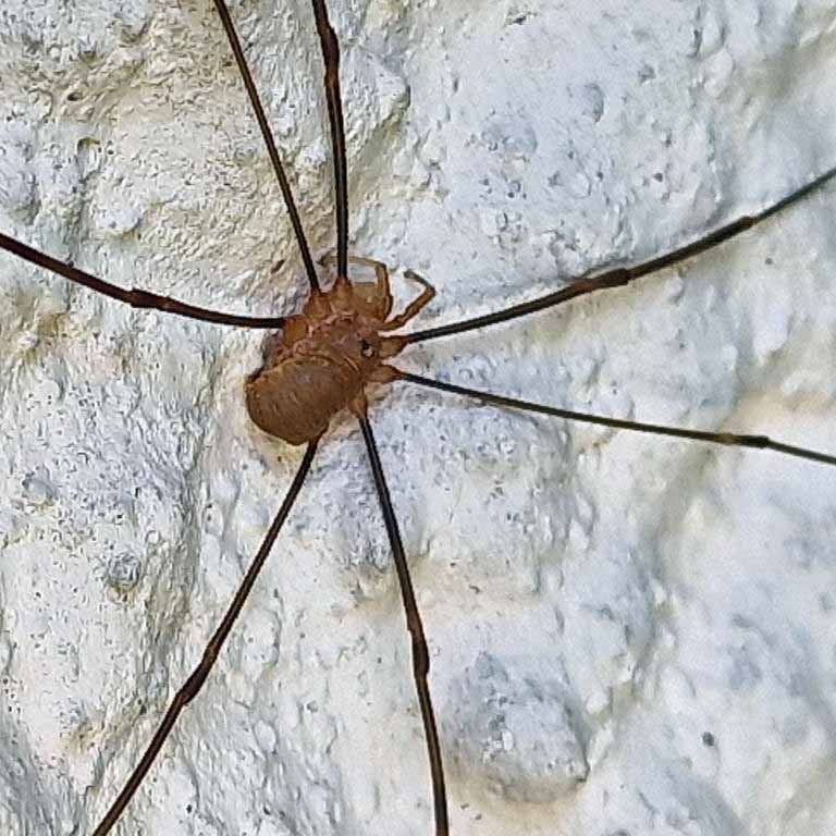 Harvestman Opilio canestrinii male