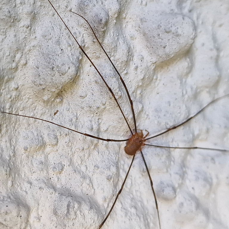 Harvestman Opilio canestrinii male