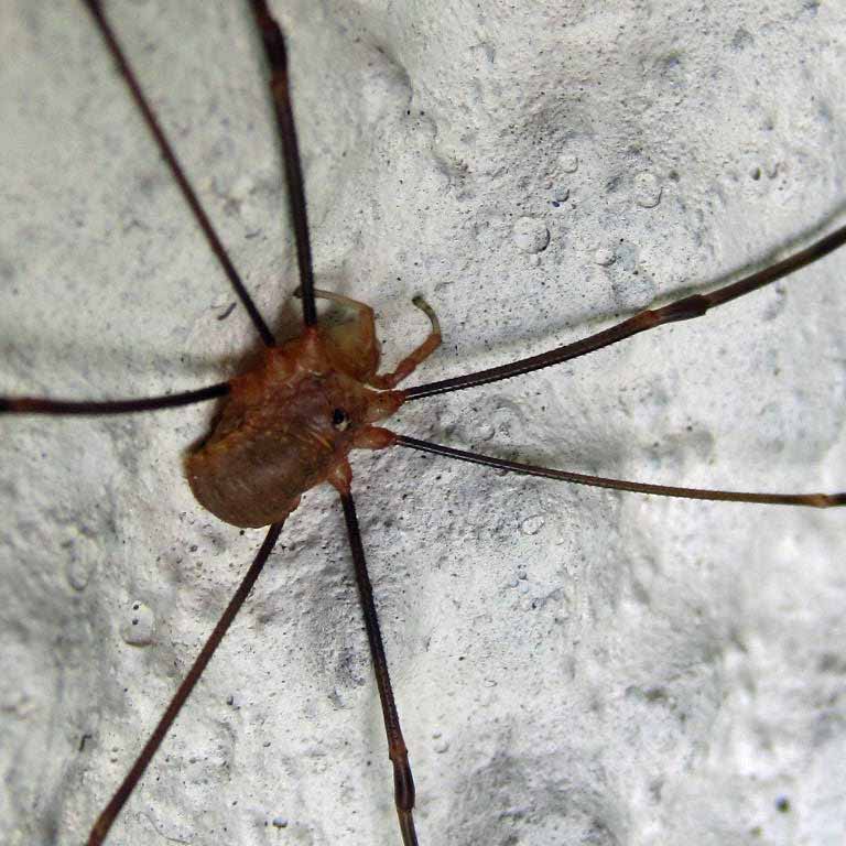 Harvestman Opilio canestrinii male