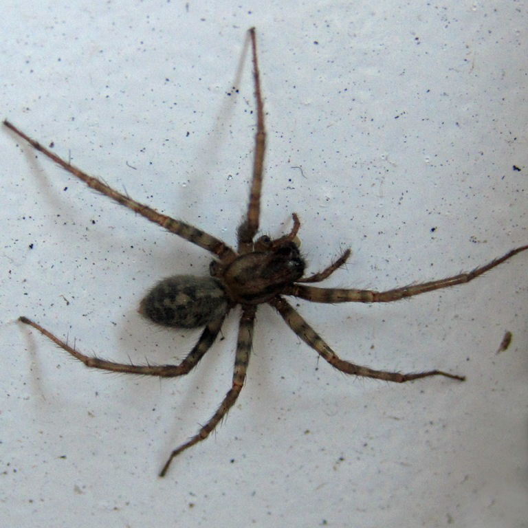 House spider