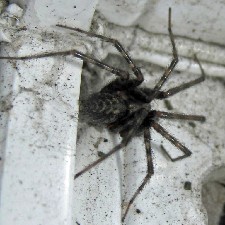 House spider