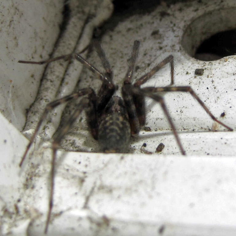 House spider