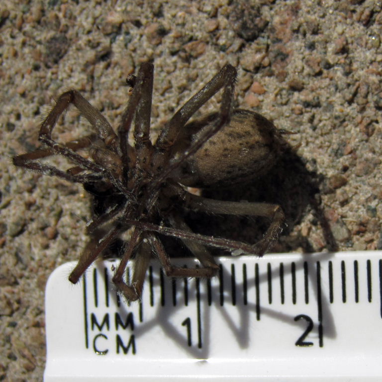 House spider