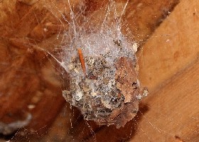 Giant House Spider Egg Sac
