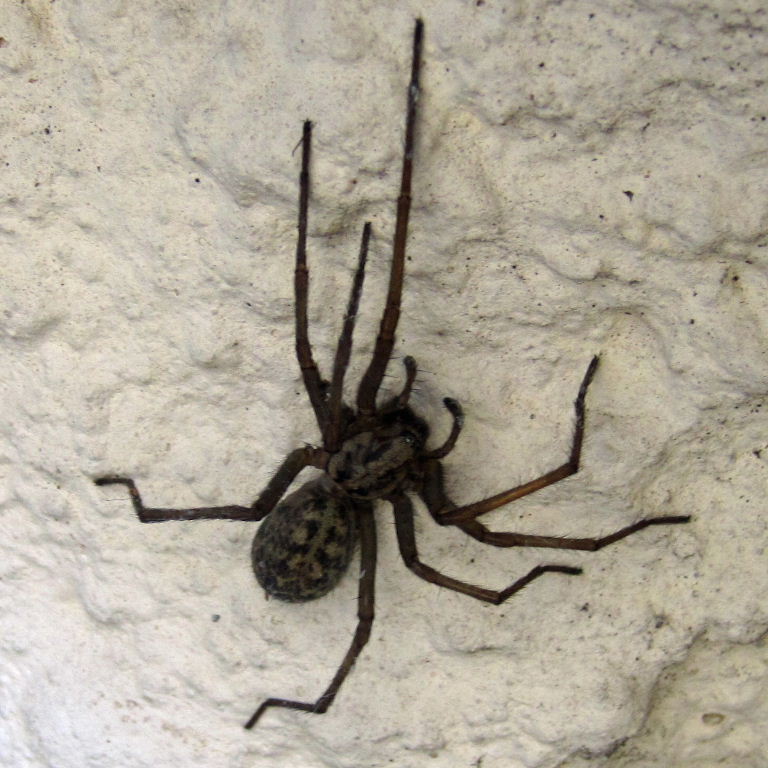 House spider