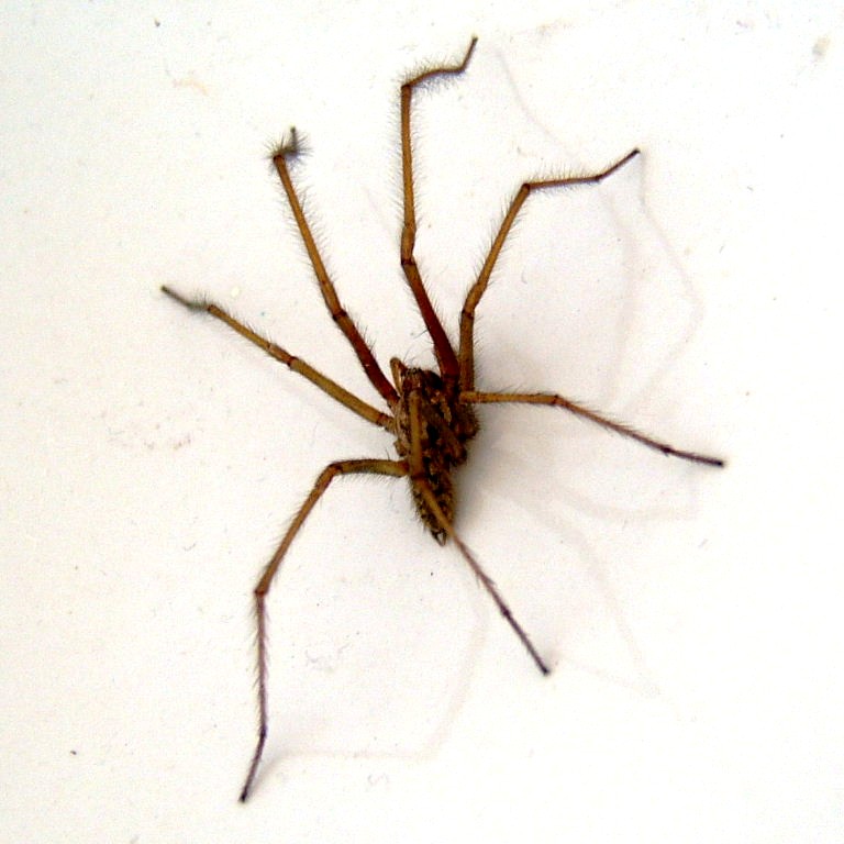 House spider