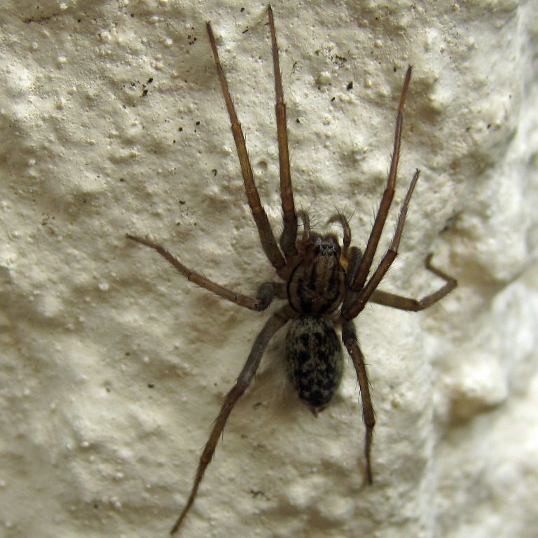 House spider