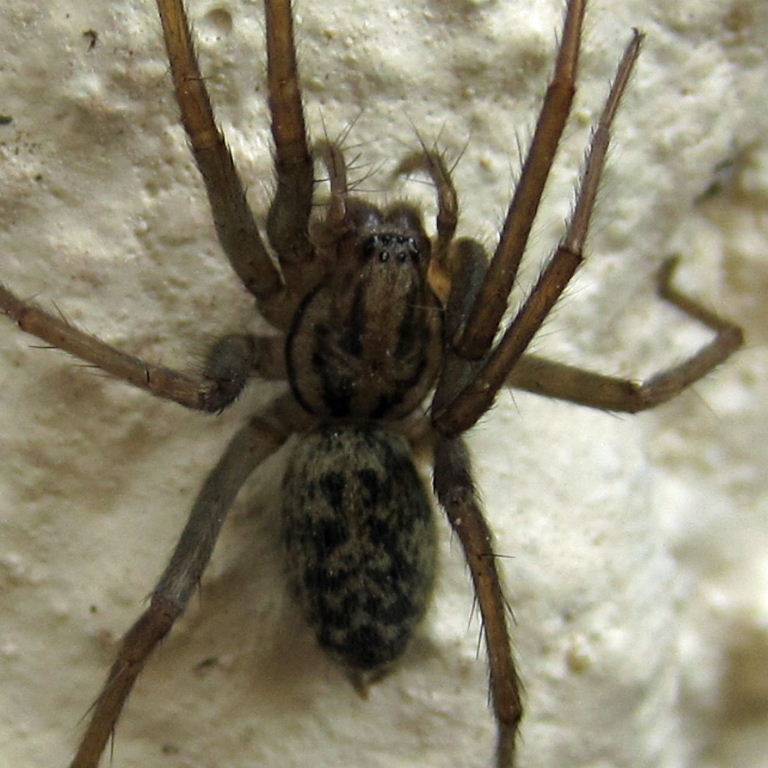 House spider