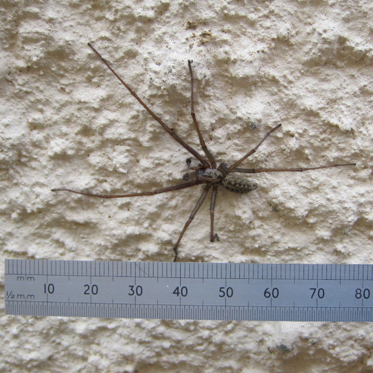 House spider