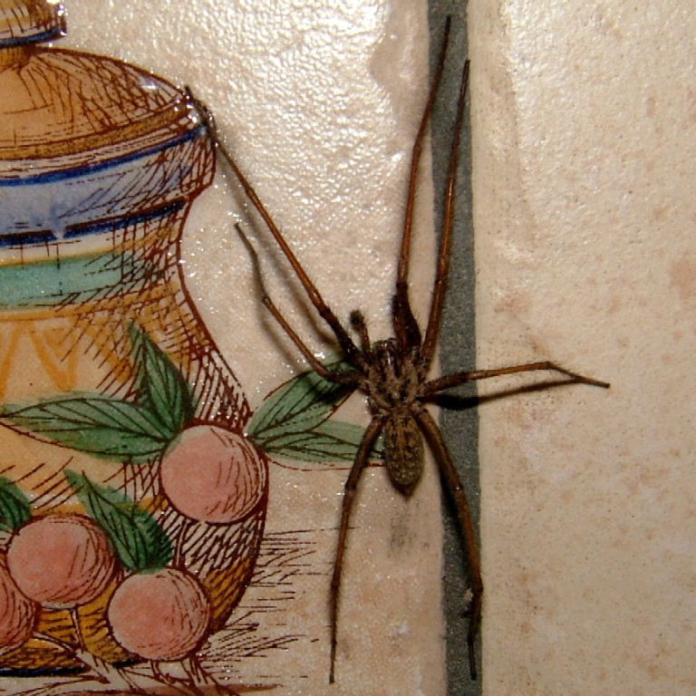 House spider