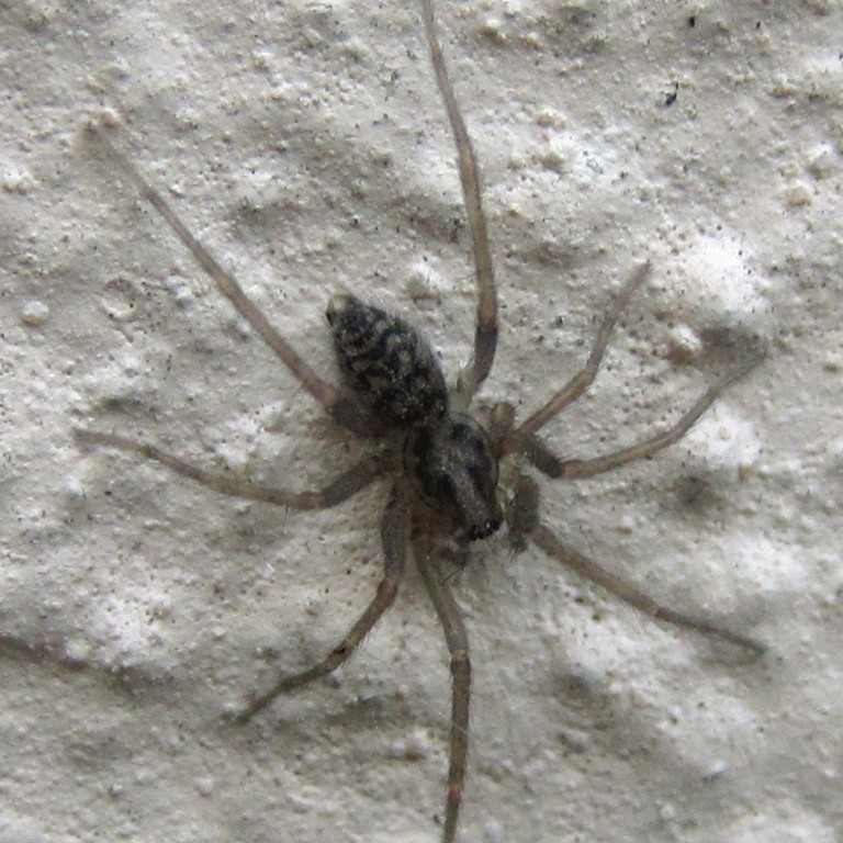 House spider