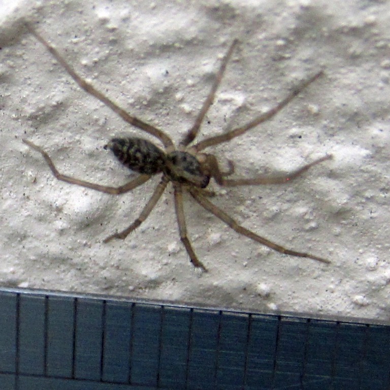House spider