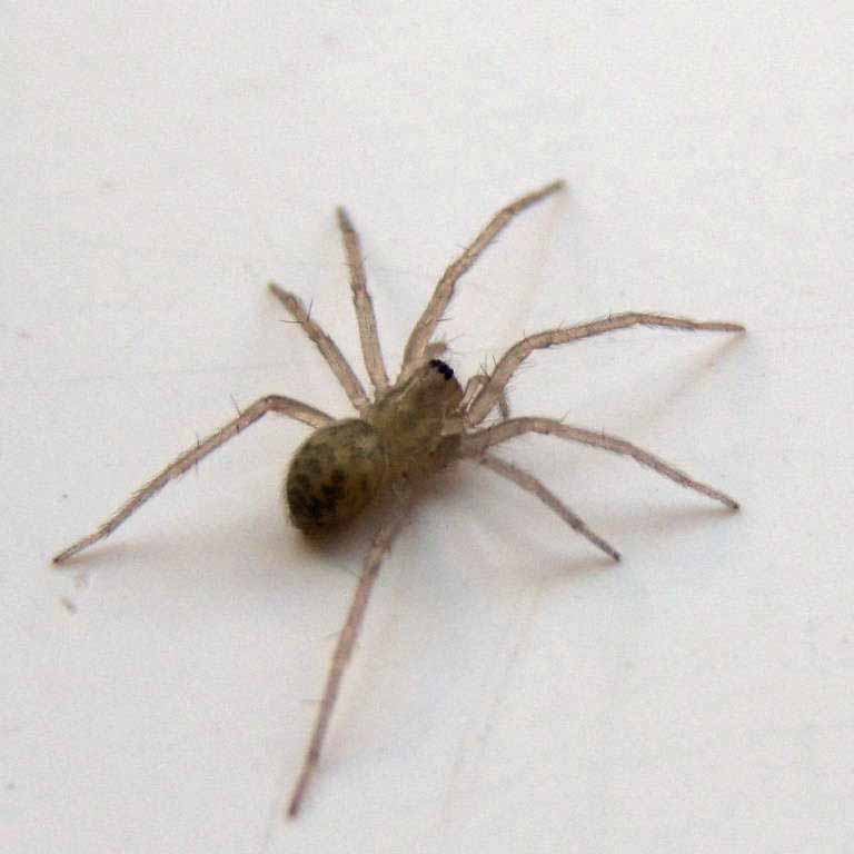 House spiderling 4-5mm