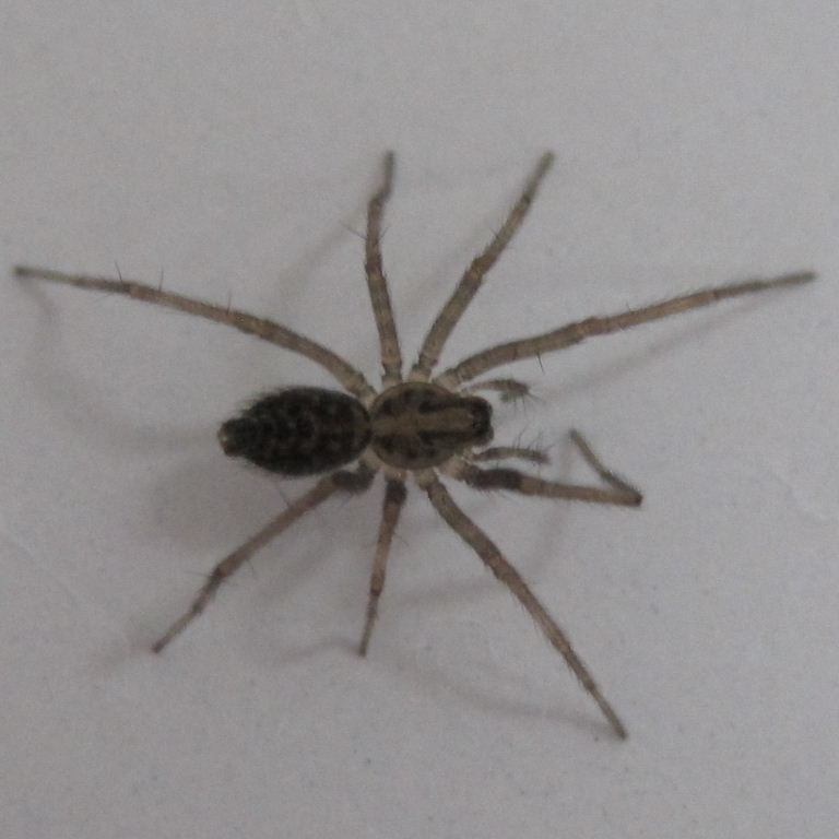House spiderling