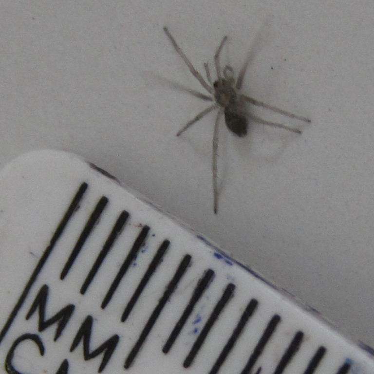 House spiderling